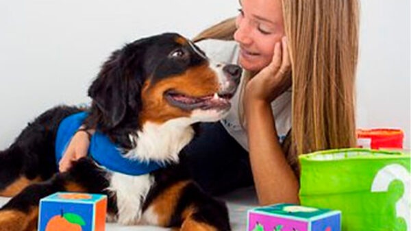 Curso entrenador de perros de terapia e intervención